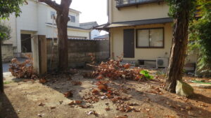 登録有形文化財橋本旅館スタジオ・庭の枝切‣木の伐採・