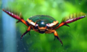 ゲンゴロウ・虫プロ・動物プロ・生き物調達・虫・昆虫-・蛾・蝶々・撮影依頼・撮影用生き物・アトリエミカミのお仕事