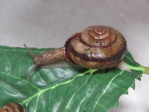 撮影用生き物調達・かたつむり・でんでんむし・アトリエミカミ