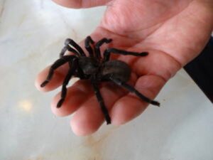 タランチュラー・虫プロ・動物プロ・生き物調達・虫・昆虫-・蛾・蝶々・撮影依頼・撮影用生き物・アトリエミカミのお仕事