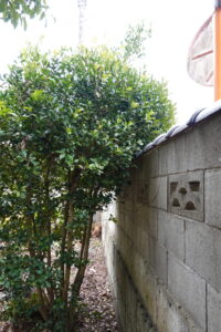 登録有形文化財橋本スタジオの庭の木が敷地からはみ出し道路に