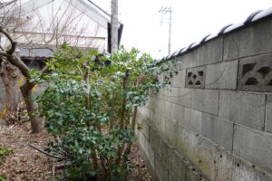 登録有形文化財橋本スタジオの庭の木が敷地からはみ出し道路に