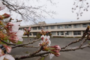 2021年3月25日の学校スタジオの桜咲く・桜と学校イメージ