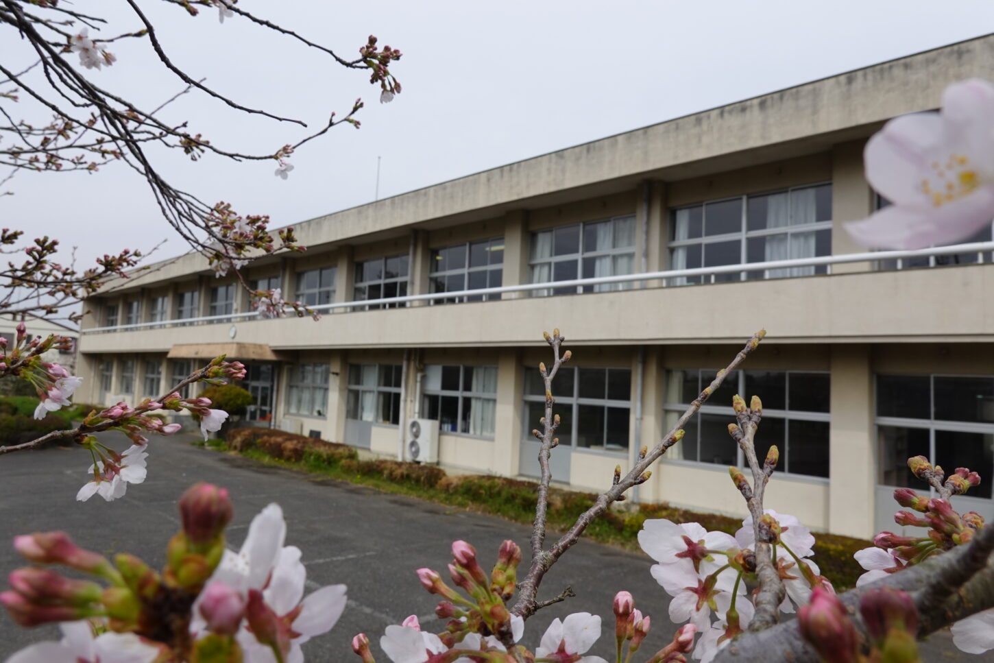 2021年3月25日の学校スタジオの桜咲く・桜と学校イメージ