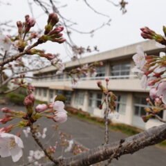 2021年3月25日の学校スタジオの桜咲く・桜と学校イメージ