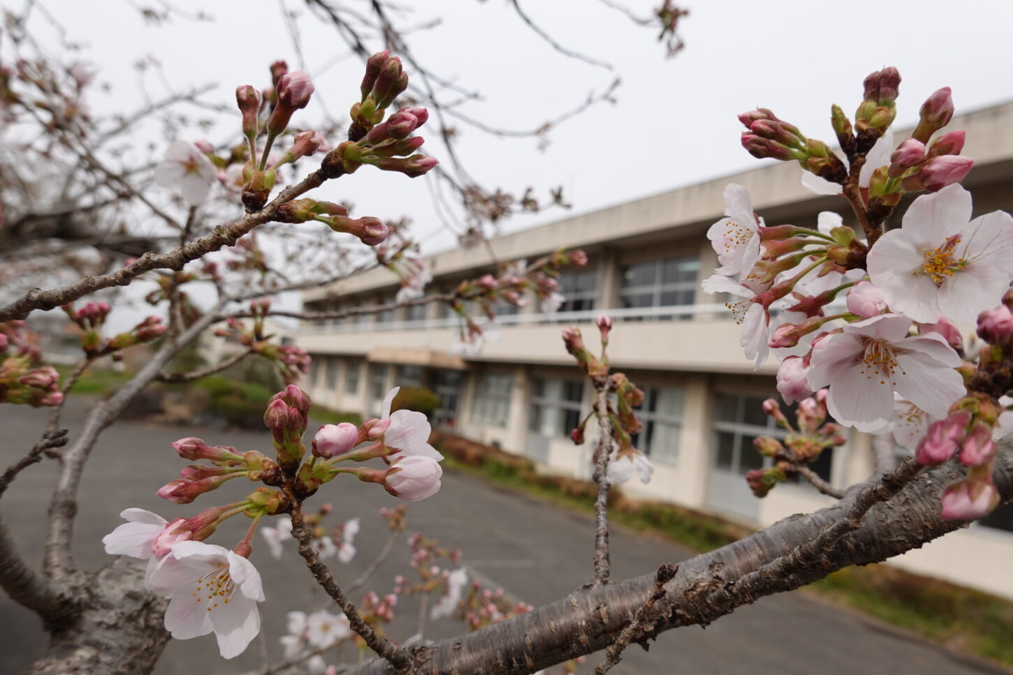 2021年3月25日の学校スタジオの桜咲く・桜と学校イメージ