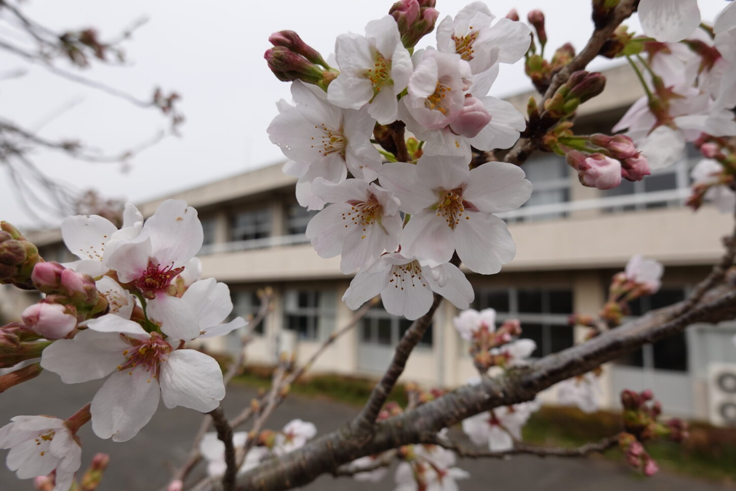 2021年3月25日の学校スタジオの桜咲く・桜と学校イメージ