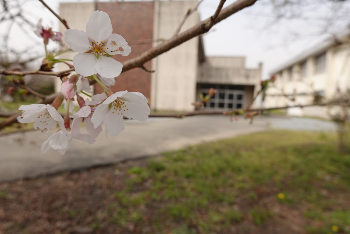 2021年3月25日の学校スタジオの桜咲く・桜と学校イメージ