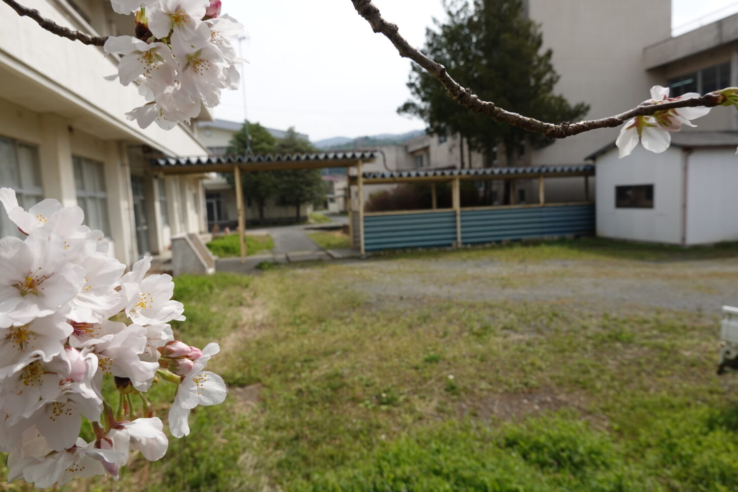 2021年3月25日の学校スタジオの桜咲く・桜と学校イメージ