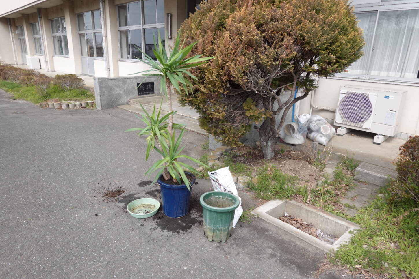 ・いろいろ撮影できる学校スタジオ・校長室の観葉植物・鉢の入れ替え・