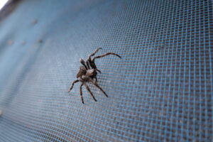 鬼蜘蛛・オニクモ・蜘蛛・撮影依頼・動物プロのお仕事・調達・オニグモ