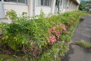 ヘッチトリマー・植え込み上の手入れ・草刈・雑草駆除・学校スタジオ
