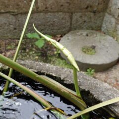 登録有形文化財橋本旅館スタジオの防火用水・メダカ・観葉植物・モンステラ・ビオトープ・生態