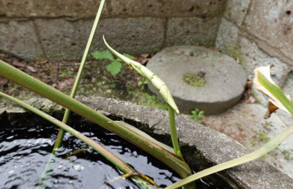 登録有形文化財橋本旅館スタジオの防火用水・メダカ・観葉植物・モンステラ・ビオトープ・生態