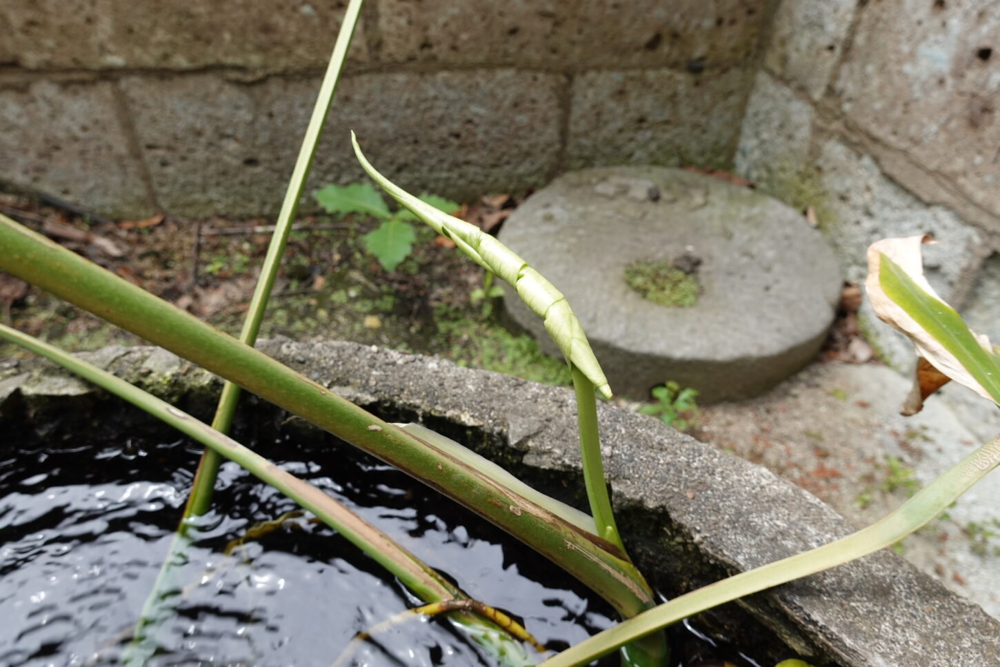 登録有形文化財橋本旅館スタジオの防火用水・メダカ・観葉植物・モンステラ・ビオトープ・生態