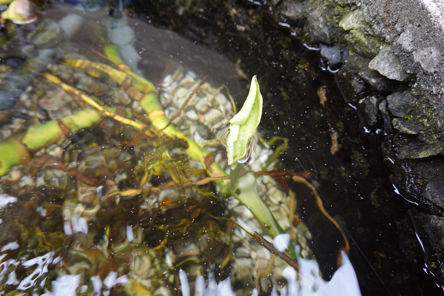 登録有形文化財橋本旅館スタジオの防火用水・メダカ・観葉植物・モンステラ・ビオトープ・生態