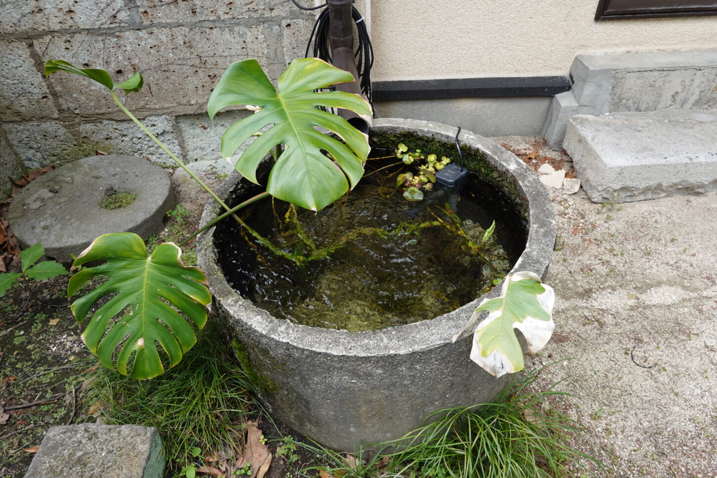 登録有形文化財橋本旅館スタジオの防火用水・メダカ・観葉植物・モンステラ・ビオトープ・生態