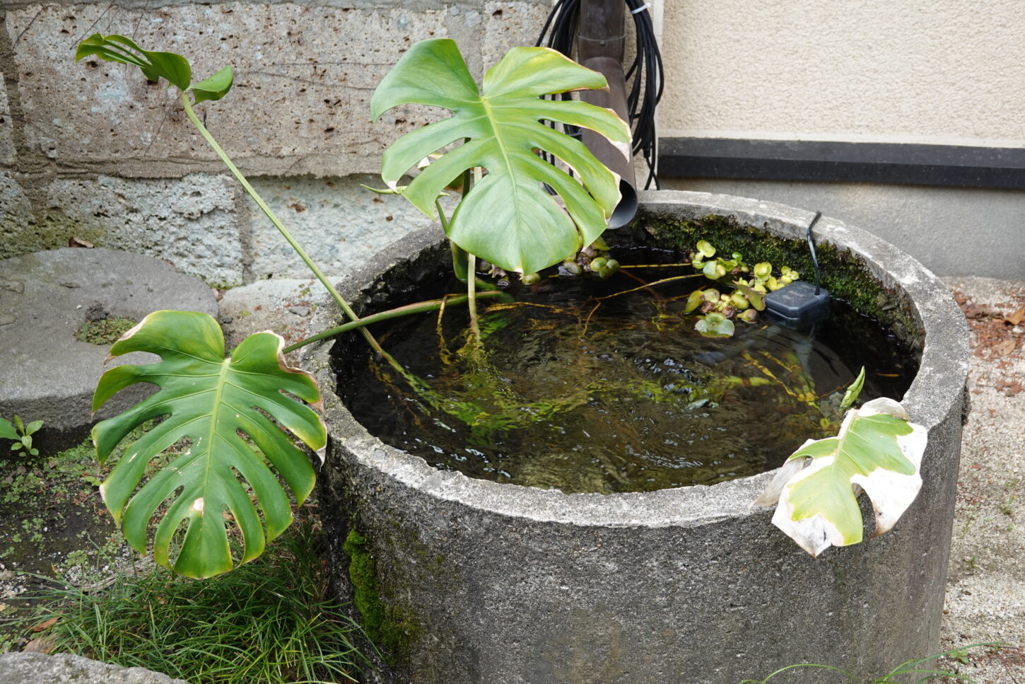登録有形文化財橋本旅館スタジオの防火用水・メダカ・観葉植物・モンステラ・ビオトープ・生態