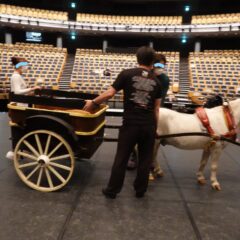 牧阿佐美バレー団・リーズの結婚・白馬・ポニー・馬車・動物プロのお仕事・アトリエミカミ