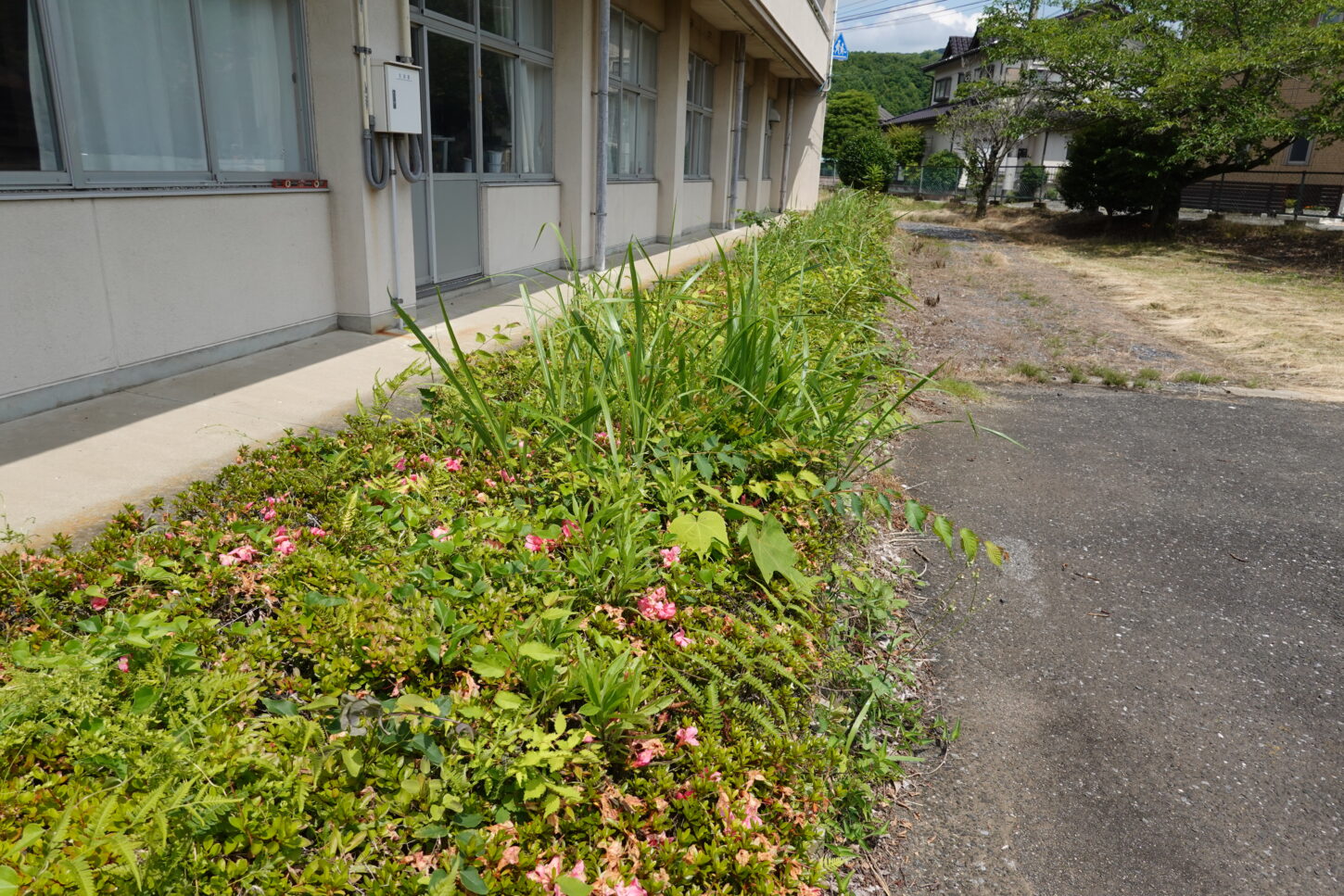 いろいろ撮影できる学校スタジオ・正面・植え込み・へッチトリマー・無限ループのようです