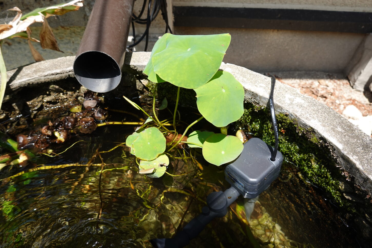 登録有形文化財橋本旅館スタジオ・防火水槽・ミニ蓮・モンステラ・水生植物