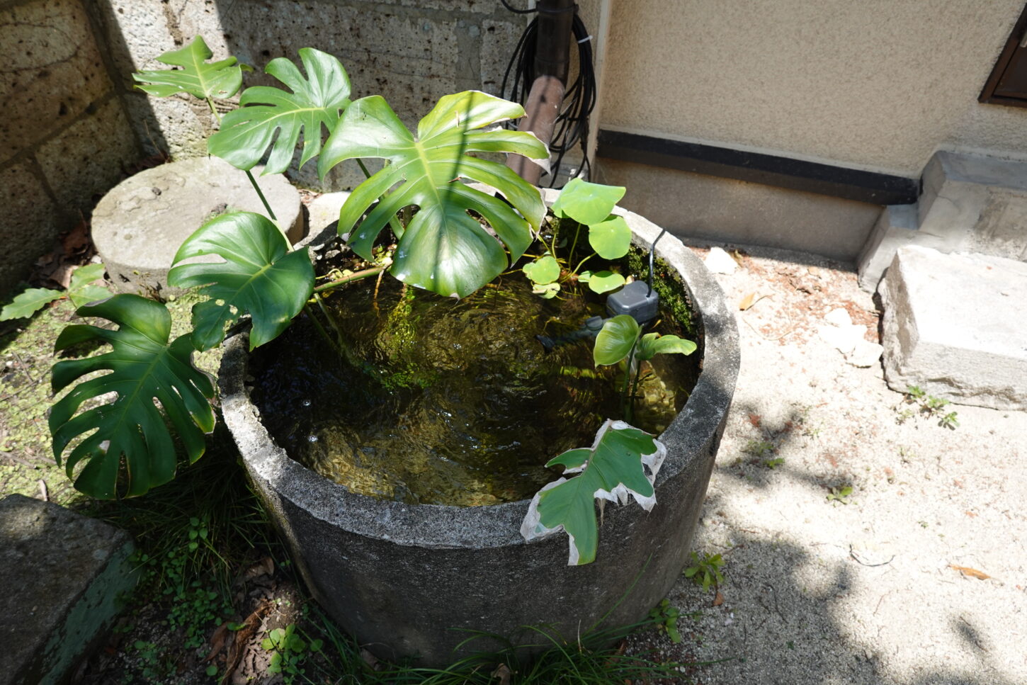 登録有形文化財橋本旅館スタジオ・防火水槽・ミニ蓮・モンステラ・水生植物