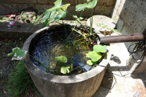 登録有形文化財橋本旅館スタジオ・防火水槽・ミニ蓮・モンステラ・水生植物