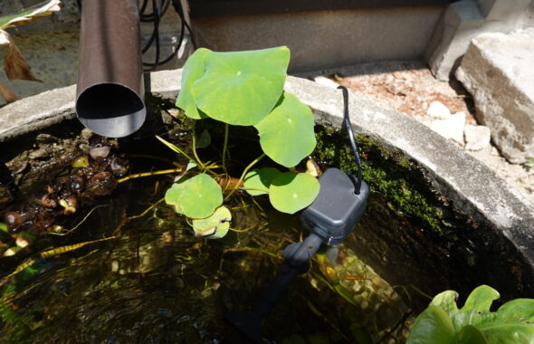 登録有形文化財橋本旅館スタジオ・防火水槽・ミニ蓮・モンステラ・水生植物