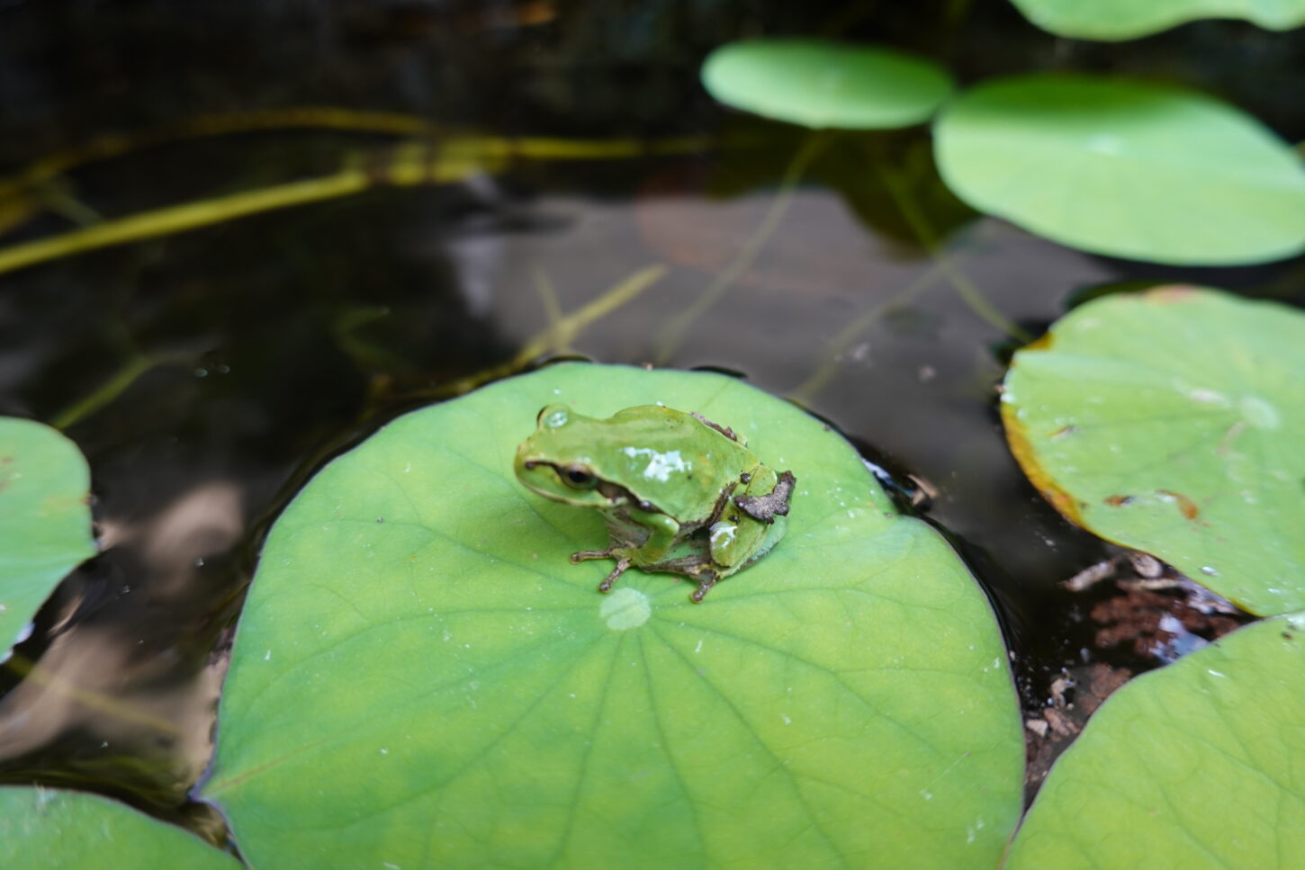 登録有形文化財橋本旅館スタジオ・防火水槽・カエル・ビオトープ・メダカ・庭