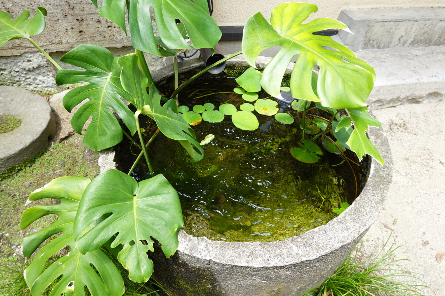 登録有形文化財橋本旅館スタジオ・防火水槽・カエル・ビオトープ・メダカ・庭