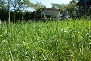 いろいろ撮影出来る学校スタジオ正面庭・草刈り・雑草天国・