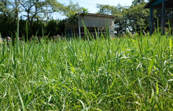 いろいろ撮影出来る学校スタジオ正面庭・草刈り・雑草天国・