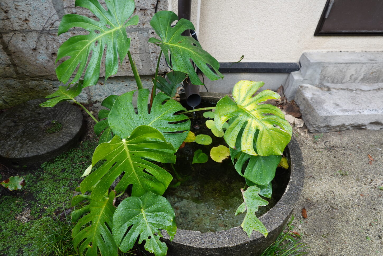 登録有形文化財橋本旅館スタジオ・防火水槽・モンステラの成長