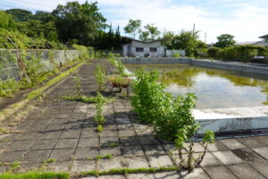 プール周りの雑草・