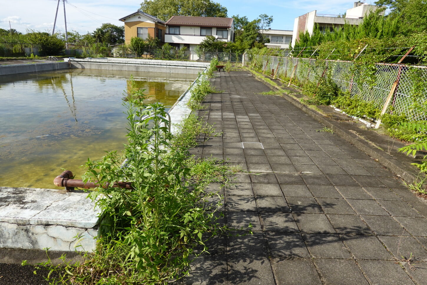 プール周りの雑草・