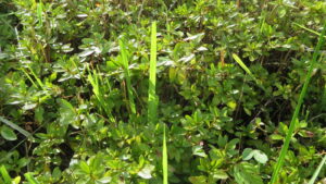 プールのフェンンス周りからの撮影　メンテナンス　植え込み剪定