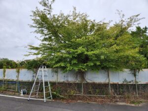 学校の外の塀周り整備