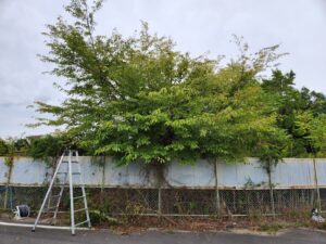 学校の外の塀周り整備