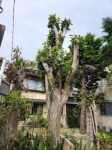 キンモクセイ・登録有形文化財橋本旅館スタジオ・伐採・庭の整備・自然光