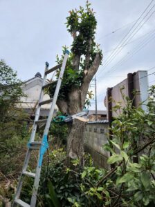 キンモクセイ・登録有形文化財橋本旅館スタジオ・伐採・庭の整備・自然光