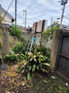 キンモクセイ・登録有形文化財橋本旅館スタジオ・伐採・庭の整備・自然光