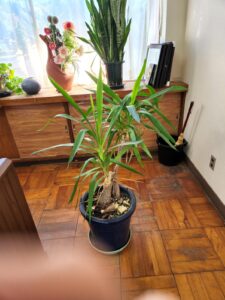 校長室・観葉植物・ユッカ・枝折れ・増やす・復元