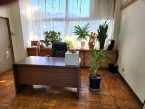 校長室・観葉植物・ユッカ・枝折れ・増やす・復元