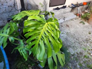 登録有形文化財橋本旅館スタジオの観葉植物・モンステラ