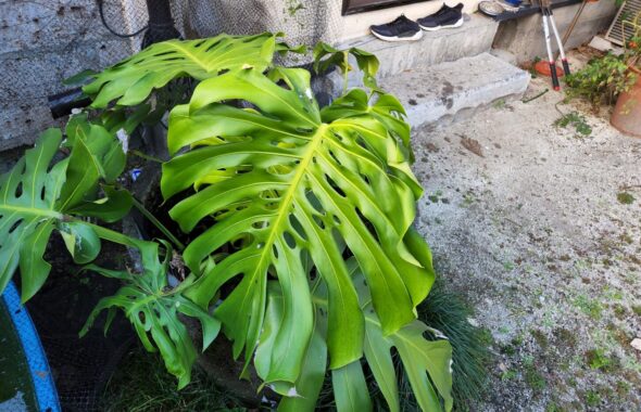 登録有形文化財橋本旅館スタジオの観葉植物・モンステラ