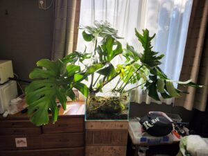 登録有形文化財橋本旅館スタジオの観葉植物・モンステラ