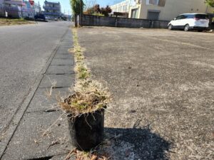 元ビジネスホテルスタジオ・大型戸建てスタジオ・駐車場・雑草・草・駆除・アトリエミカミ撮影場所管理物件・ドラマ・映画・ミュージックビデオ・再現ドラマ・コスプレ・ユーチューブ