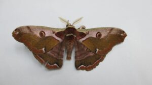 虫プロ・動物プロ・生き物調達・虫・昆虫-・蛾・蝶々・撮影依頼・撮影用生き物・アトリエミカミのお仕事