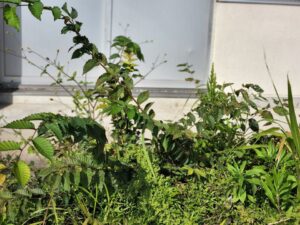サツキの植え込みの雑草