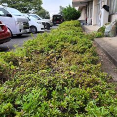 学校スタジオ・職員室前のサツキの植え込み・雑草駆除